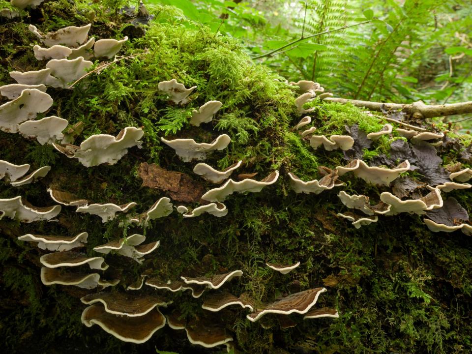 Turkey Tail mushrooms