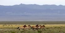 A herd of endangered Przewalski's horses trot across the Takhin Tal National Park, part of the Great Gobi B Strictly Protected Area, in south-west Mongolia, June 22, 2017. REUTERS/David W Cerny