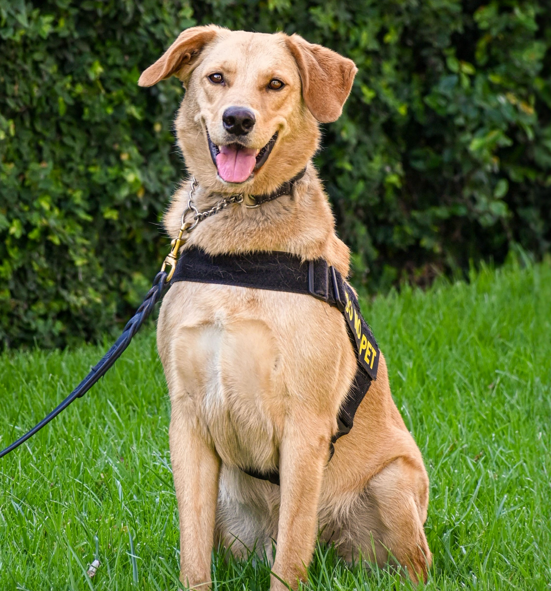 Lugo, a Golden Retriever and Lab mix, works at Los Angeles International Airport.