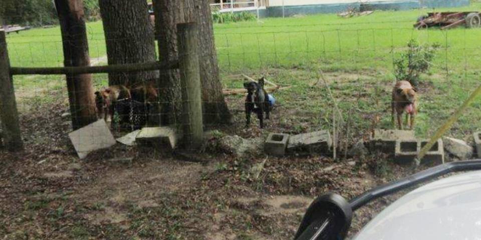 Dogs behind a fence in Florida