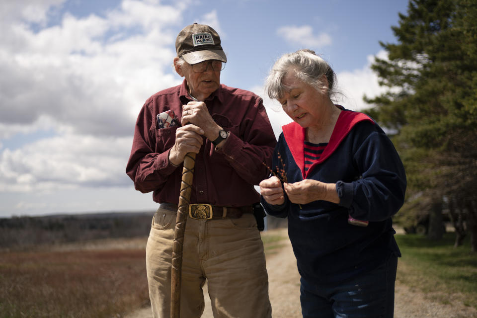 Dell and Marie Emerson examine a blueberry sprig behind their home, Thursday, April 27, 2023, in Addison, Maine. “This is the last wilderness on the East Coast,” says Marie, whose husband is a beloved native son, a longtime blueberry farmer and university research farm manager. (AP Photo/Robert F. Bukaty)