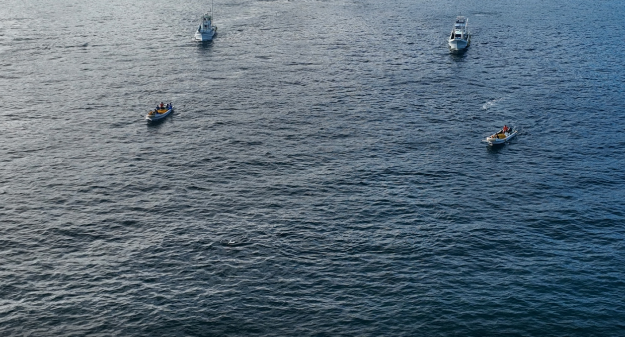 Japanese hunting boats chasing the dolphins on Friday morning. 