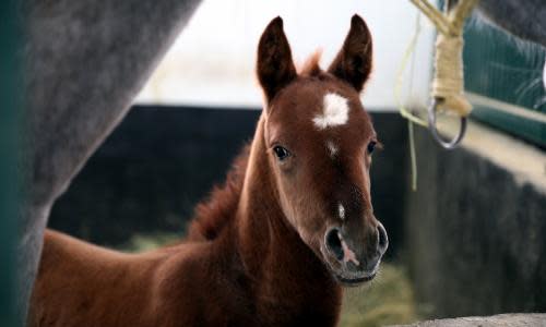 Baby horse