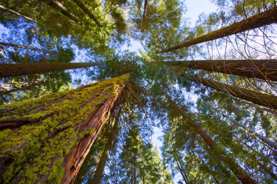 Sequoias in California view from below at Mariposa Grove of Yosemite USADJ2FYM Sequoias in California view from below at Mariposa Grove of Yosemite USA