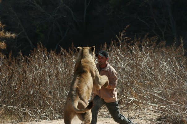 Hombre en Sudáfrica arriesga la vida conviviendo con Leones