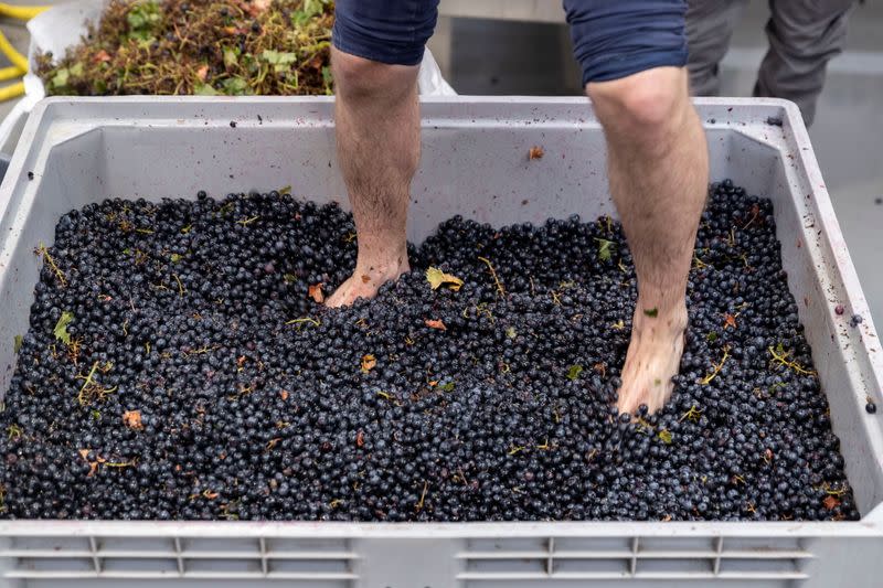 A volunteer stomps grapes at the Renegade Urban Winery in London