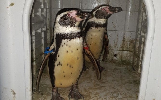 The two Humboldt penguins found by police officers - PA