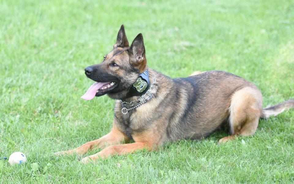 Zeva is left alone with the ball. She can't have it until Officer Travis Baldwin gives her permission, which he can do verbally or with a hand signal.