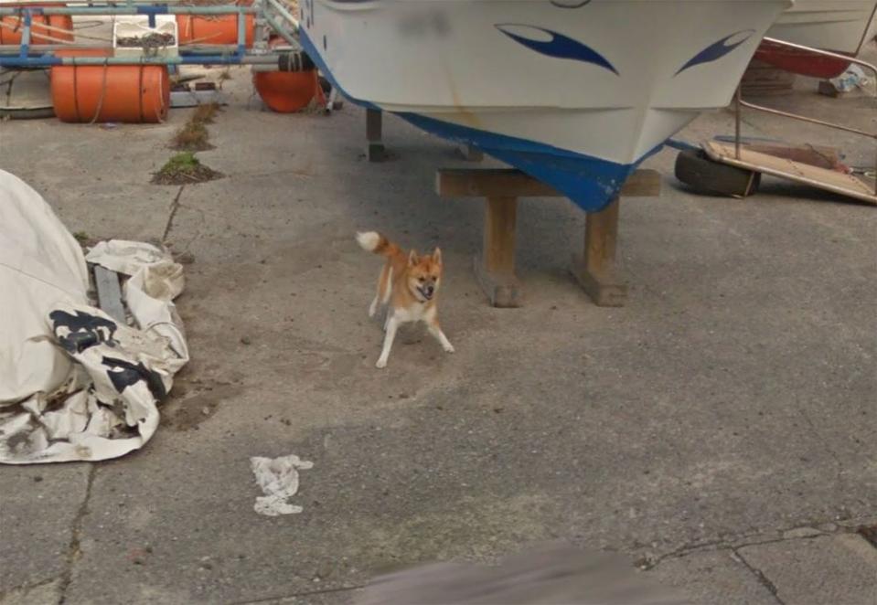 Dog becomes an internet sensation after chasing a Google Maps car.