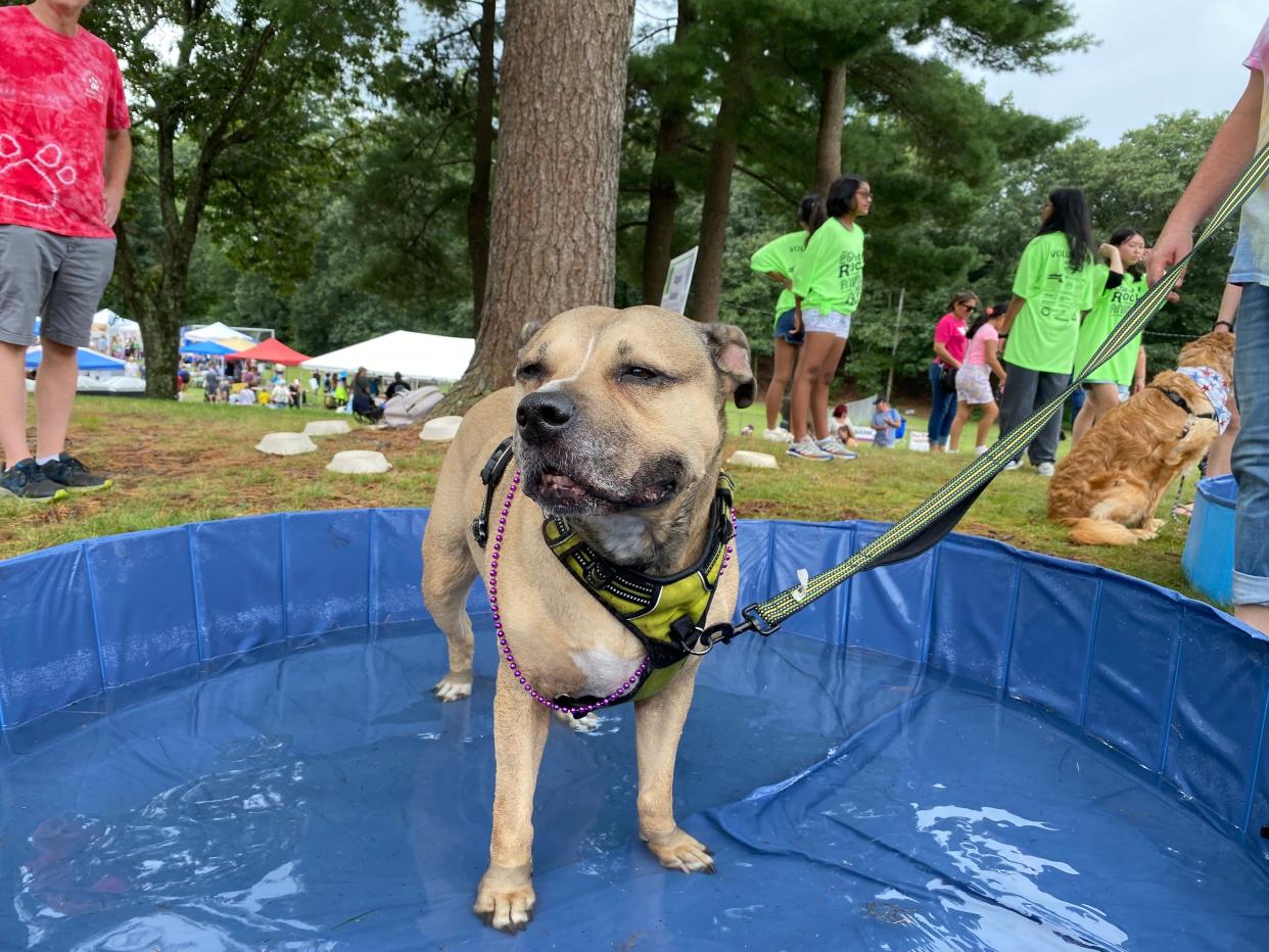 Belle the pit bull cools off in a kiddie pool after a long day in the heat at the 2023 installment of Pet Rock.