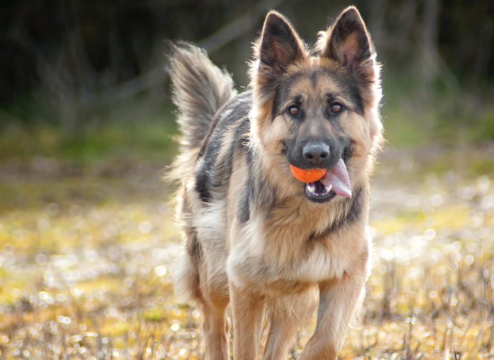 German Shepherd Dog