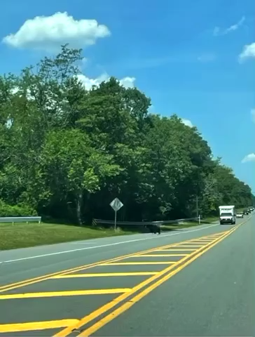 A black bear can be seen in this photo crossing Route 72 in Barnegat.