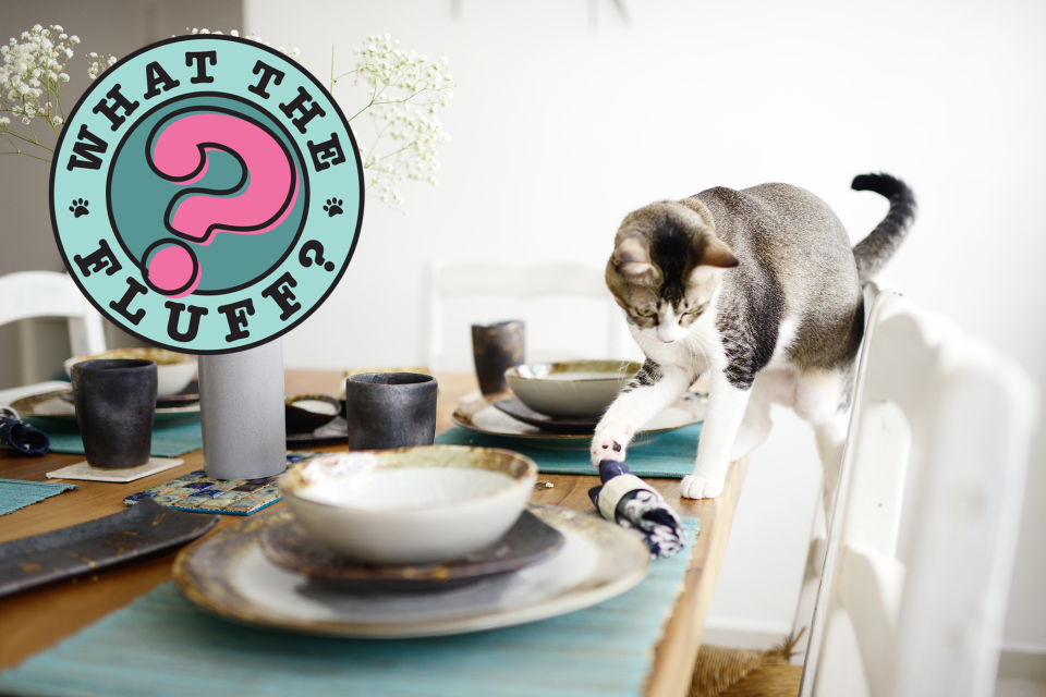 Grey and white cat uses paw to push rolled napkin off set table with What the Fluff logo