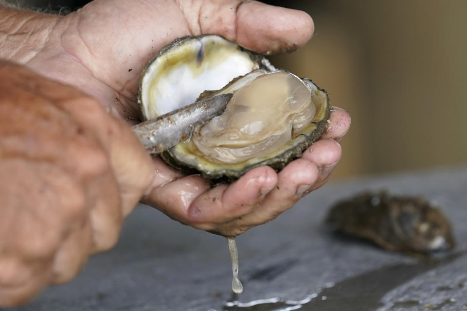 Mitch Jurisich shucks oysters he pulled from his oyster beds in the aftermath of Hurricane Ida in Plaquemines Parish, La., Monday, Sept. 13, 2021. (AP Photo/Gerald Herbert)