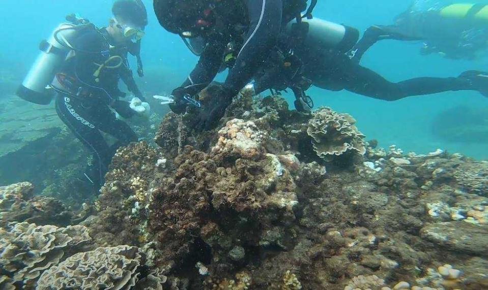 臺東大學體育系培訓潛水人才，投入海洋保育志工團隊齊力守護海洋環境。