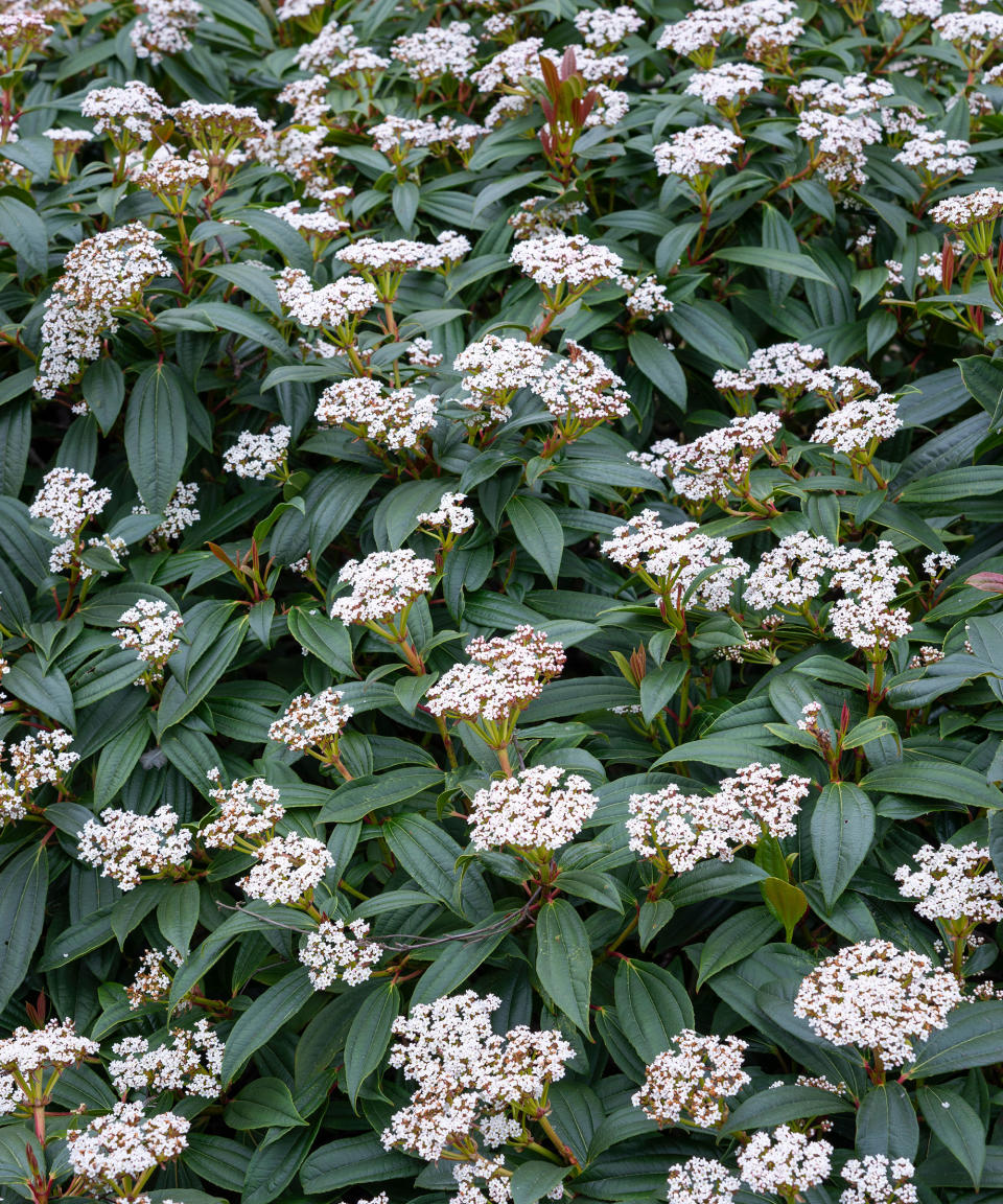 spring flowers in full bloom on a viburnum davidii shrub