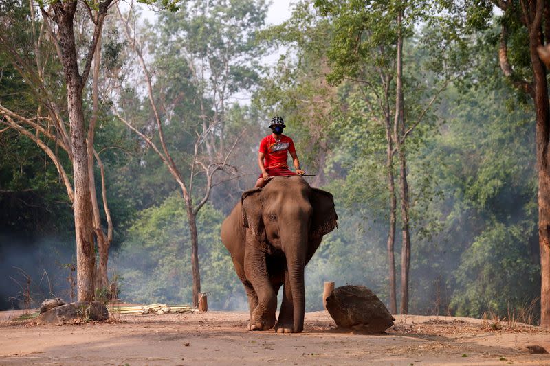 No work for Thailand's tourist elephants due nationwide lockdown