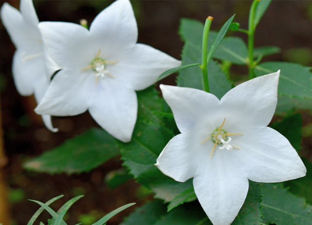 29 Perennial Plants That Come Back Every Year - PureWow