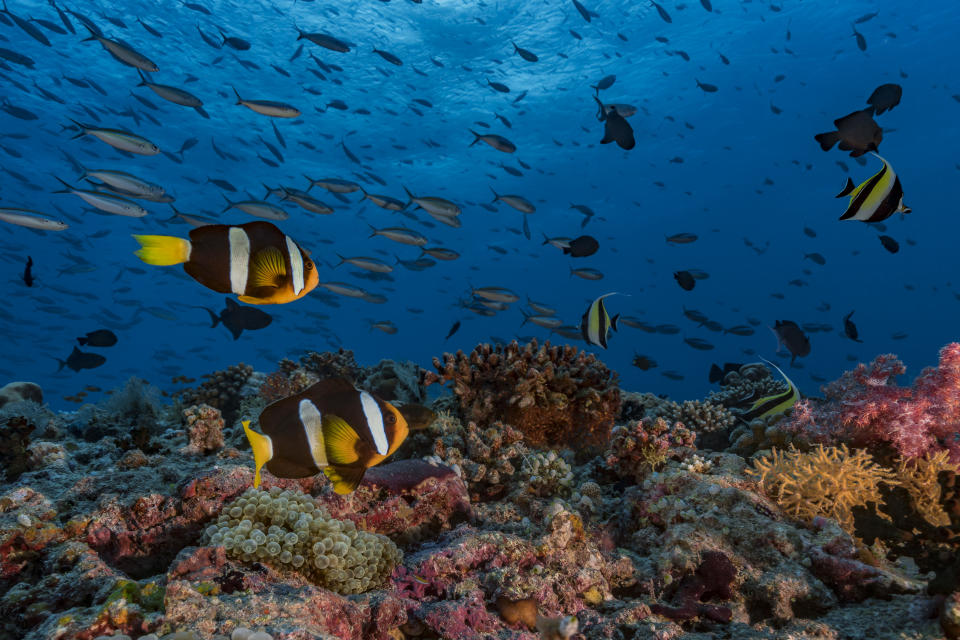 Colorful fish in a coral reef in the Maldives