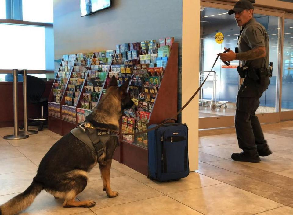 Horry County Police K9 Bram was a 7-year-old explosives detection dog and was the first police K9 to be assigned to the Myrtle Beach International Airport.