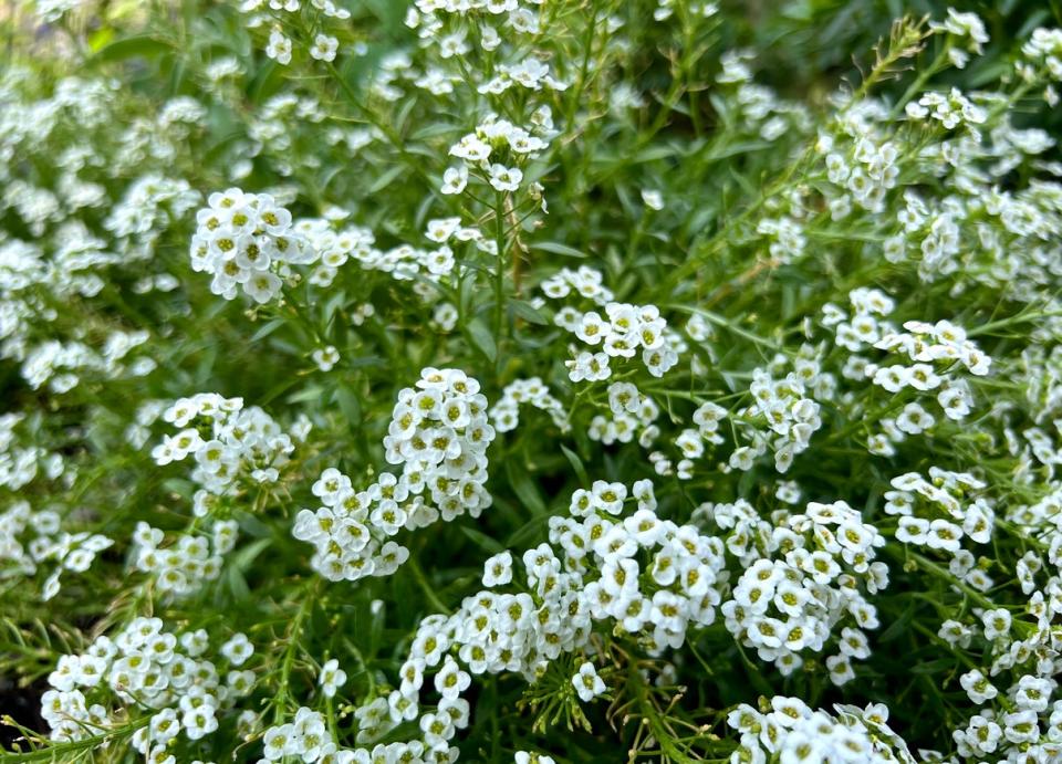 Alyssum blooming abundantly with small, white flowers. 