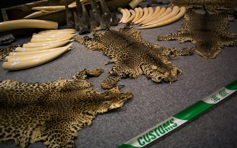  tusks, rhino horns and leopard skins worth £4 million impounded by Hong Kong customs officials in August 2013 - Credit: Getty Images