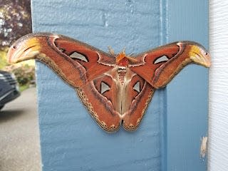 An atlas moth was found in Bellevue, Wash., on July 7.