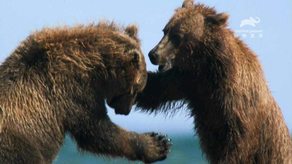 《北美洲_無限阿拉斯加》一窺阿拉斯加野生動物獨具的適應力。（圖／動物星球頻道）