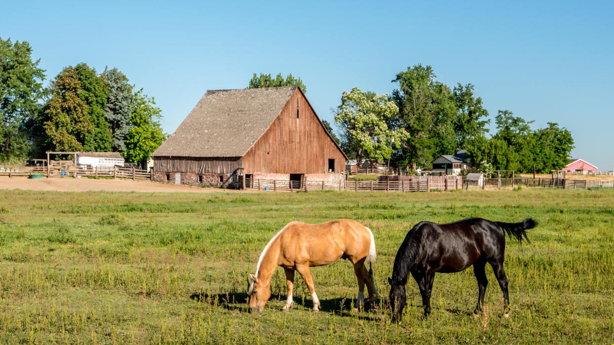 Black and tan horse on an Idaho farm with a wooden barn.