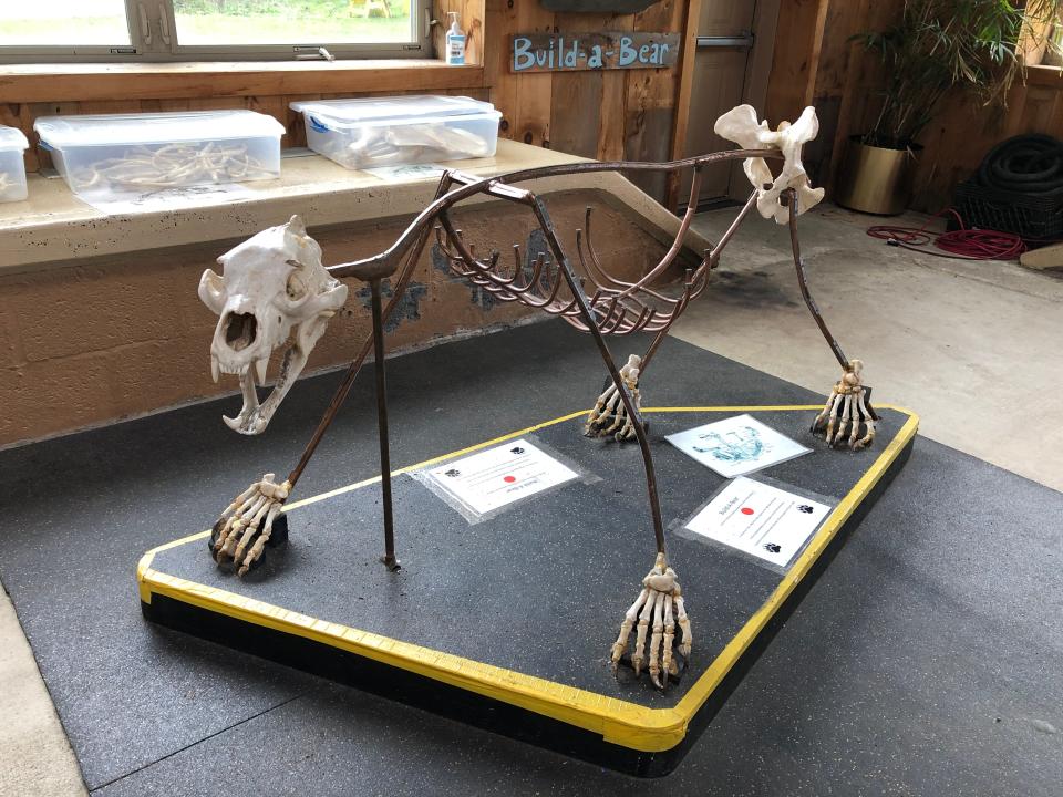 Visitors to the Pocono Environmental Education Center can assemble a bear skeleton on this metal frame, thanks to magnets placed in the bones.