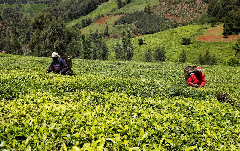 Workers pick green tea at a plantation in Githunguri