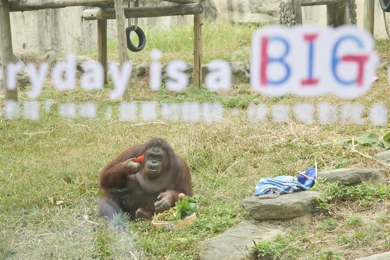 《BIG》中的紅毛猩猩住在高雄壽山動物園。（圖／米倉影業提供）