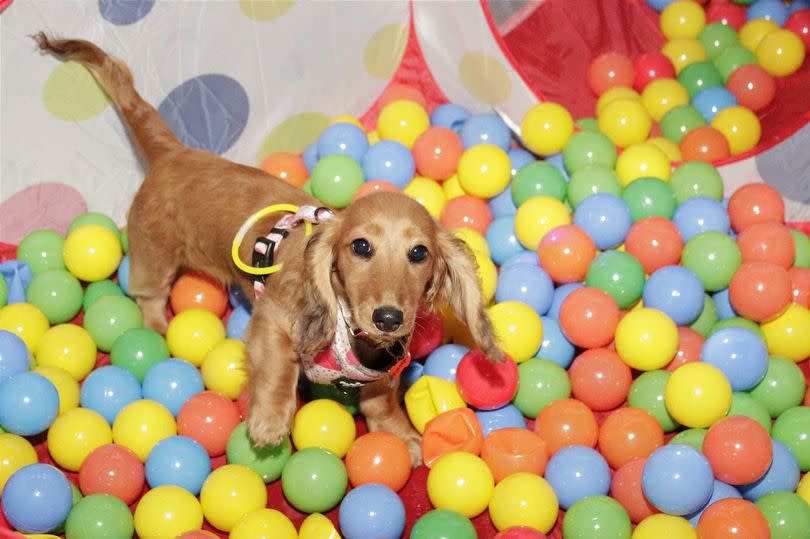 Ball pool fun at doggy disco