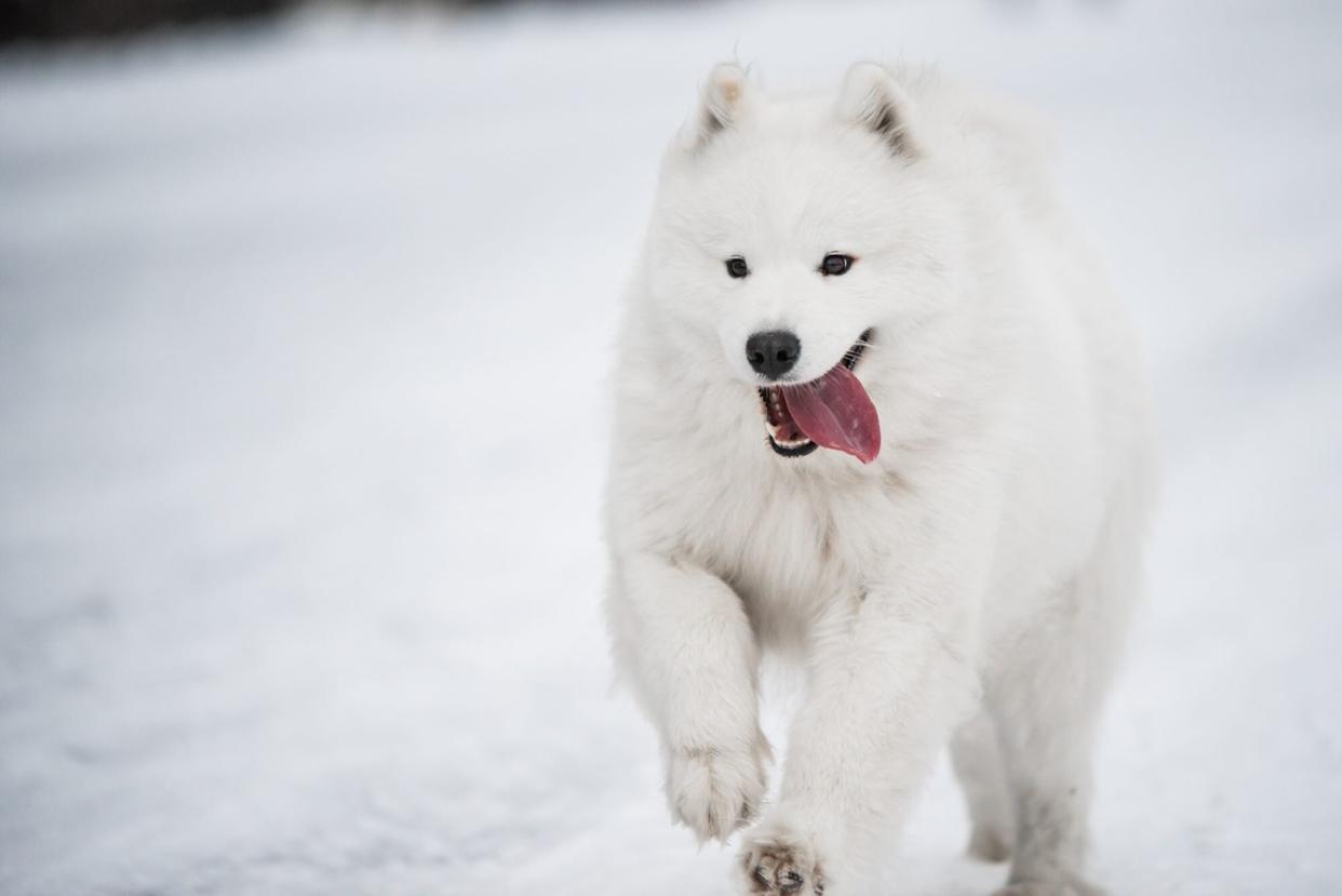 white samoyed dog running on snow and ice