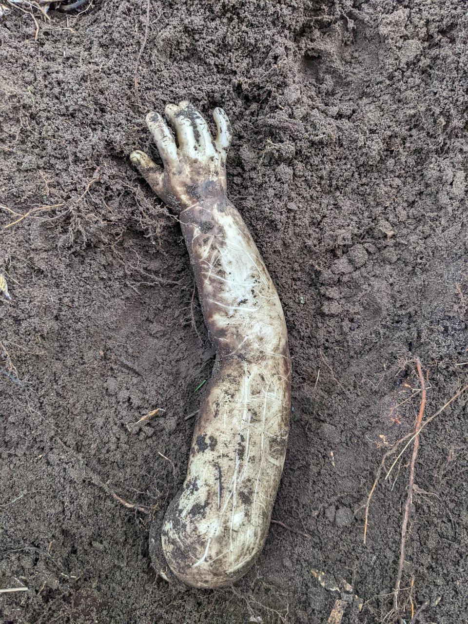 Pictured is the doll arm after it was dug up.