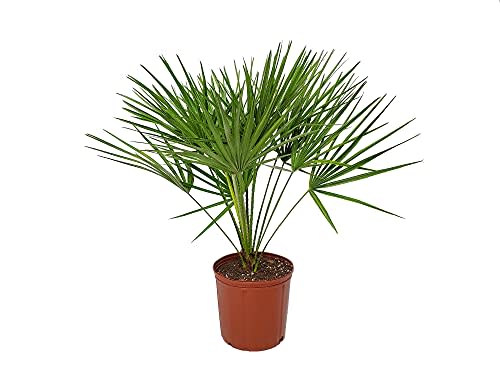 European Fan Palm - Tropical Plants of Florida - Live Palm Tree Plant - Overall Height 30