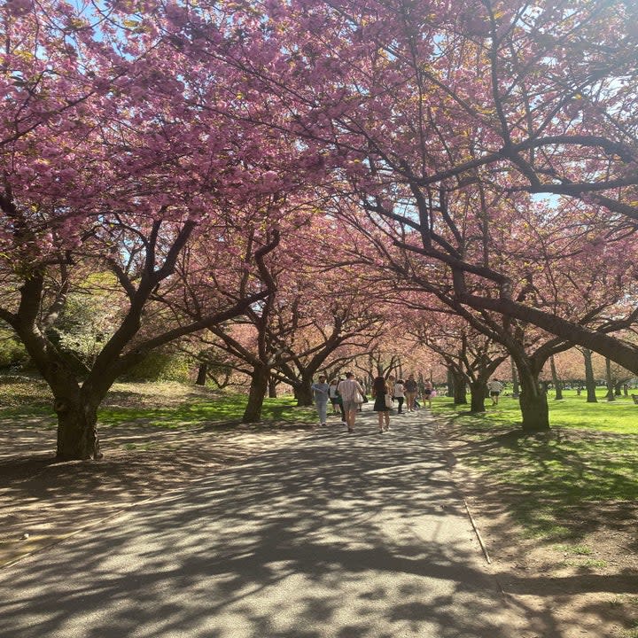 A park with beautiful trees