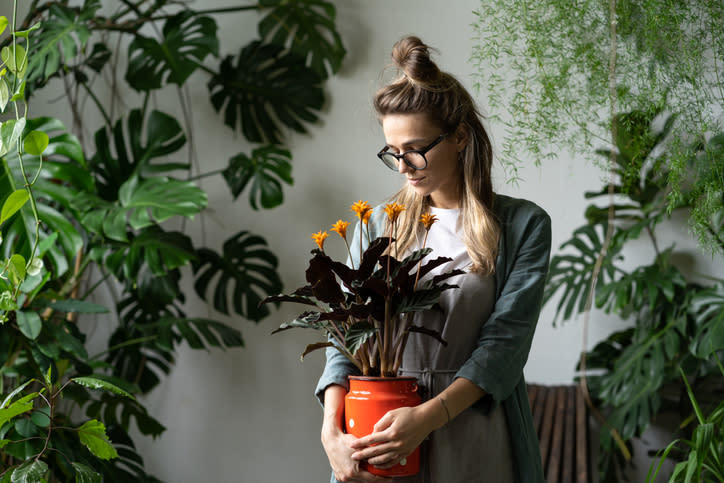 Les plantes rafraîchissent l'air intérieur (Getty Images)