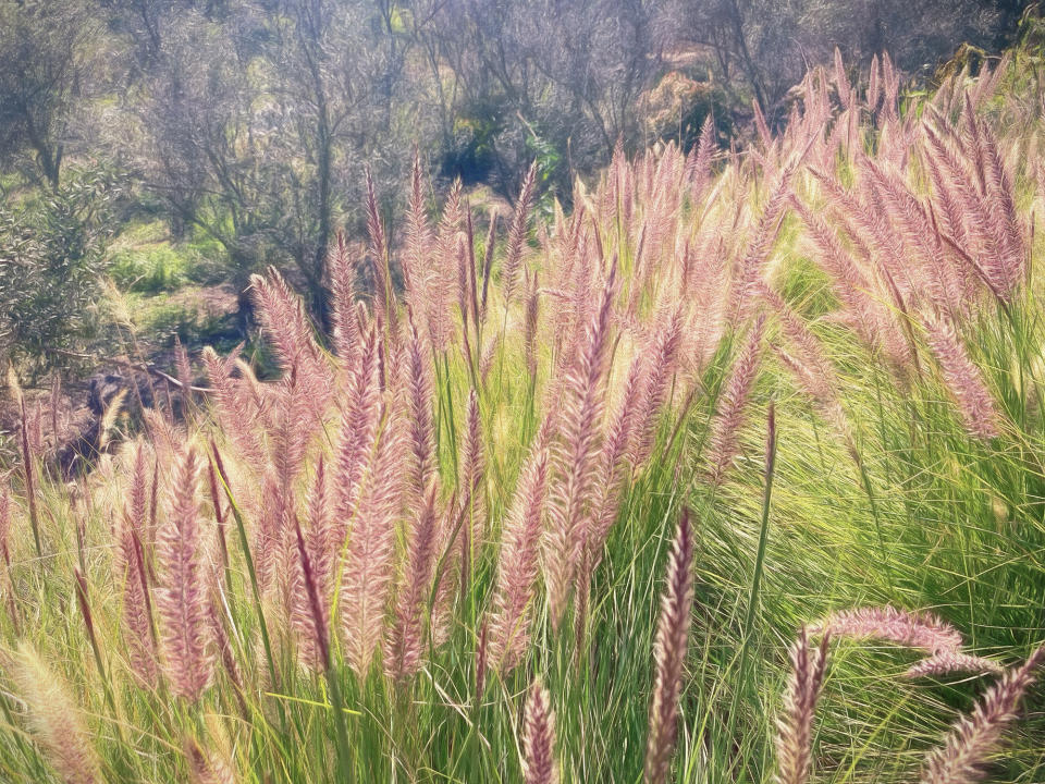 Miscanthus sinensis