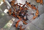 In this photo taken Feb. 15, 2013, Monarch butterflies are collected in a net to be tested for the ophroyocystis elektroscirrha parasite that inhibits their flight, at El Capulin reserve, near Zitacuaro, Mexico. The scientist is part of a research project conducted by the World Wildlife Fund of Mexico and the University of Georgia and University of Minnesota. (AP Photo/Marjorie Miller)