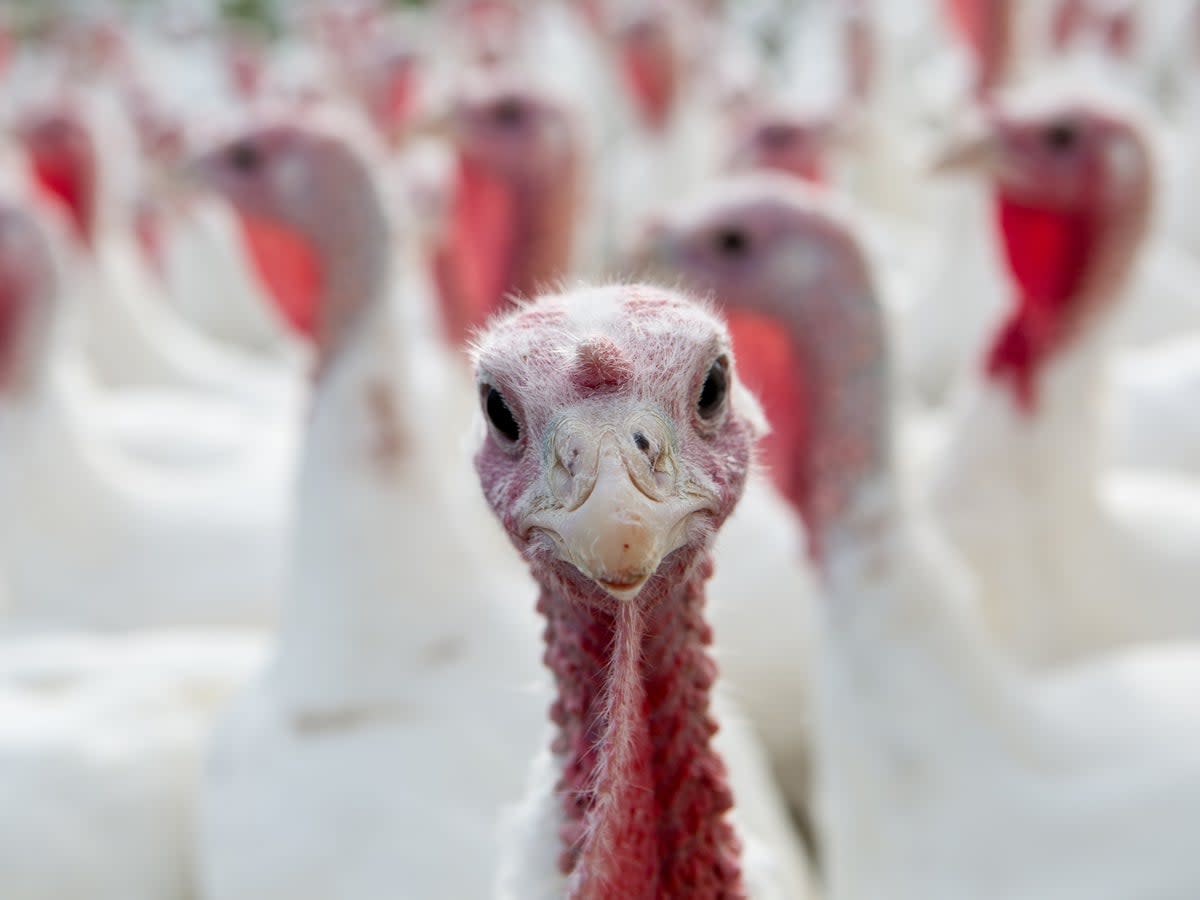 Over 10 million of the birds will be killed – or have been killed already –  for Christmas this year  (Getty/iStock)