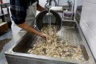 Peanut Shiver of Barber's Seafood in Eastpoint, Florida, U.S., washes oysters from Texas after they were removed from their shells