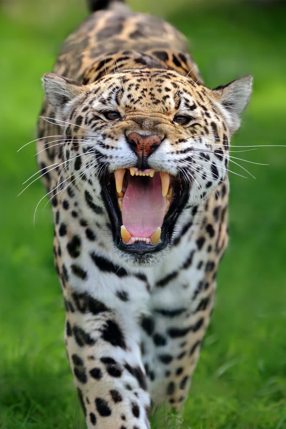 13. Jaguars have killer jaws.