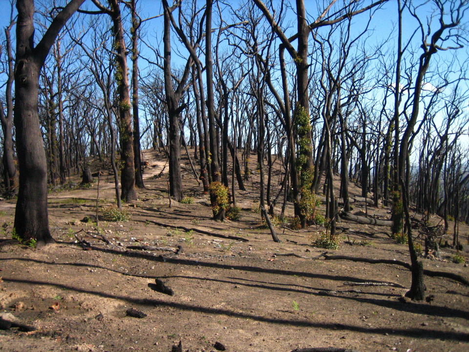 This 2009 photo provided by Sebastian Pfautsch shows a eucalyptus forest that burned during a 2009 wildfire in Victoria, Australia. As of early 2020, fires have consumed some 40,000 square miles of Australia this fire season and scientists say the effects on the nation’s forests could be long-lasting. (Sebastian Pfautsch via AP)