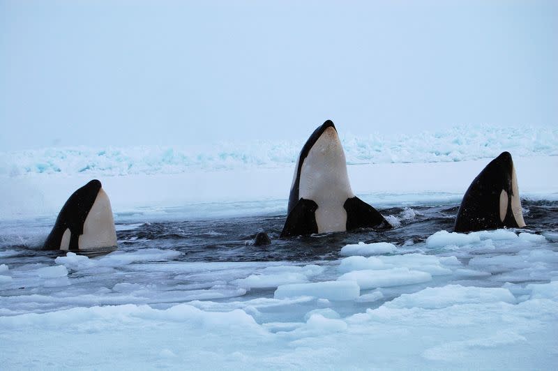 FILE PHOTO: Three killer whales surface through a breathing hole in the ice of Hudson Bay near the community of Inukjuak, Quebec