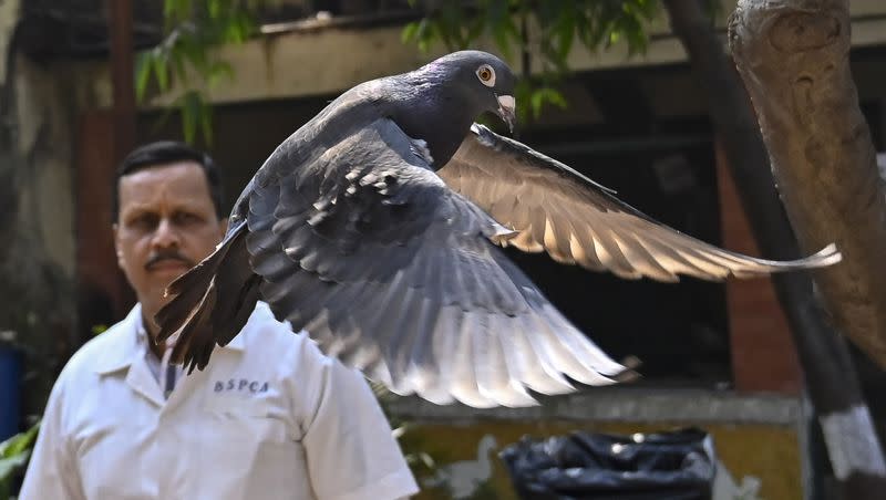 A pigeon that was captured eight months back near a port after being suspected to be a Chinese spy, is released at a vet hospital in Mumbai, India, Tuesday, Jan.30, 2024. Police had found two rings tied to its legs, carrying words that looked like Chinese. Police suspected it was involved in espionage and took it in. Eventually, it turned out the pigeon was an open-water racing bird from Taiwan that had escaped and made its way to India. With police permission, the bird was transferred to the Bombay Society for the Prevention of Cruelty to Animals, whose doctors set it free on Tuesday.