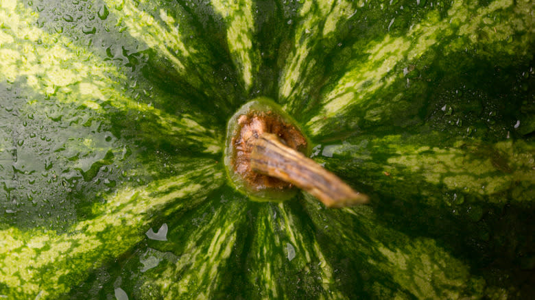 brown watermelon stem