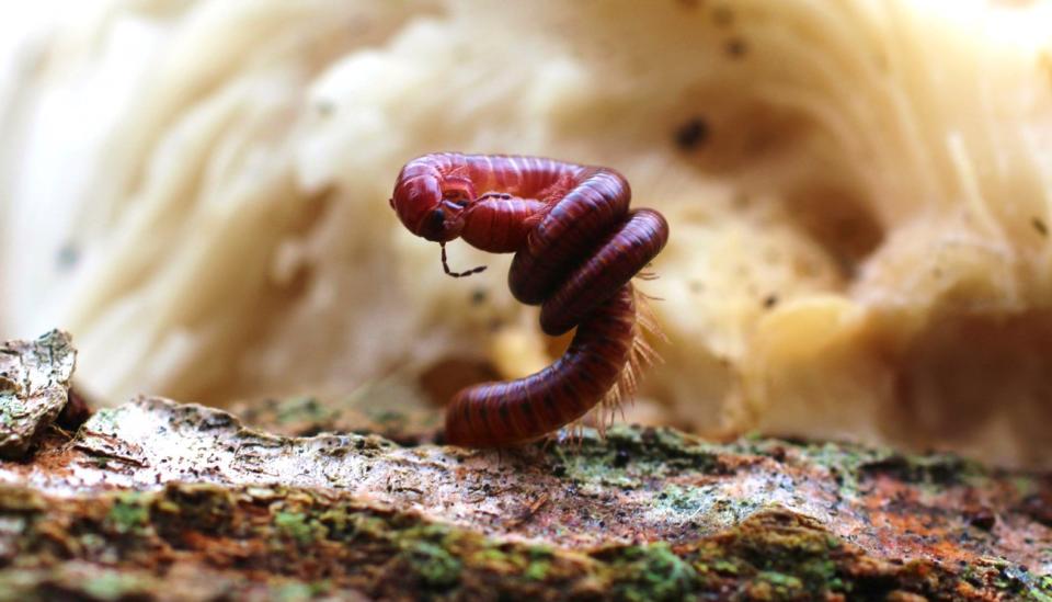 A myriapod, part of the group that includes centipedes and millipedes. Myriapods are distinguished by their many legs and long, segmented bodies.