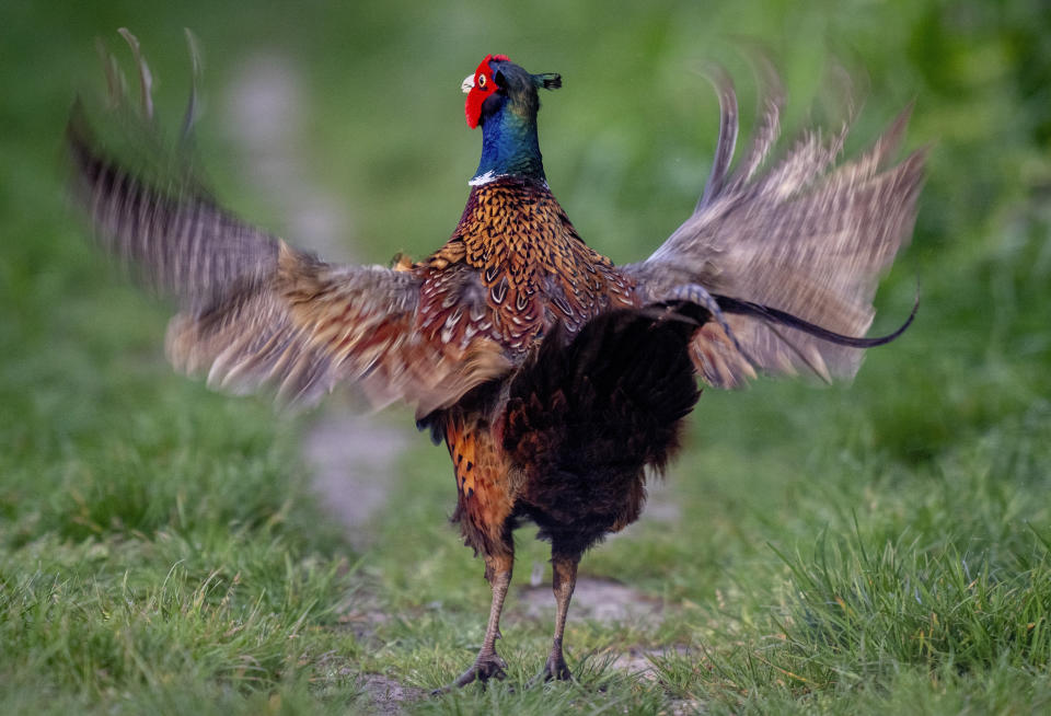 A pheasant flaps its wings in a meadow in Frankfurt, Germany, April 10, 2024. (AP Photo/Michael Probst, File)