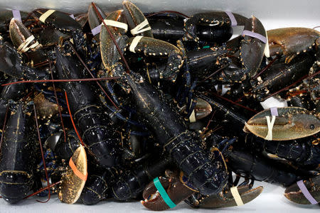 Blue lobsters are displayed at the fish pavilion in the Rungis International wholesale food market as buyers prepare for the Christmas holiday season in Rungis, south of Paris, France, December 6, 2017. Picture taken December 6, 2017. REUTERS/Benoit Tessier